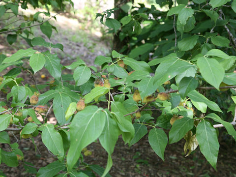 Chimonanthus praecox f. concolor