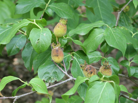 Chimonanthus praecox f. concolor