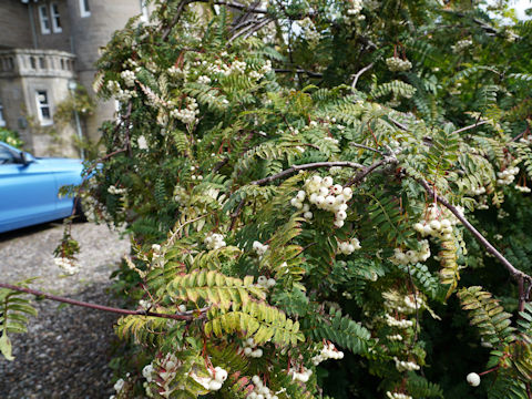 Sorbus pseudovilmorinii