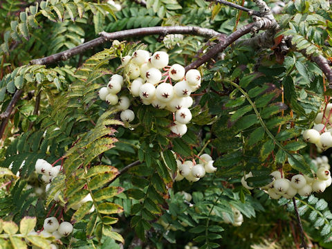 Sorbus pseudovilmorinii