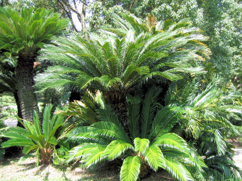 Cycas revoluta