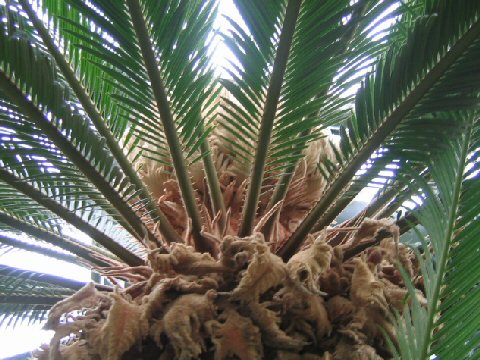 Cycas revoluta