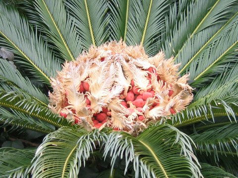 Cycas revoluta