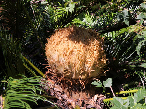 Cycas revoluta