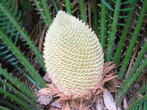 Cycas revoluta