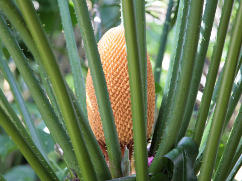 Cycas revoluta