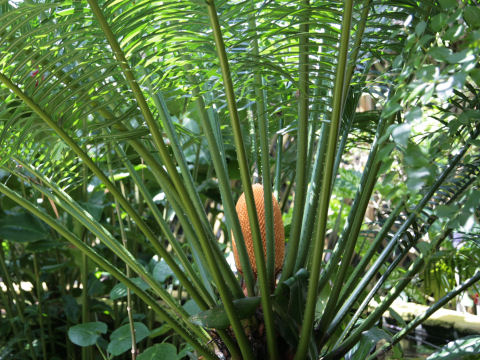 Cycas revoluta