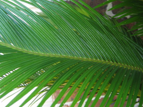 Cycas revoluta