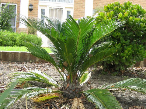 Cycas revoluta