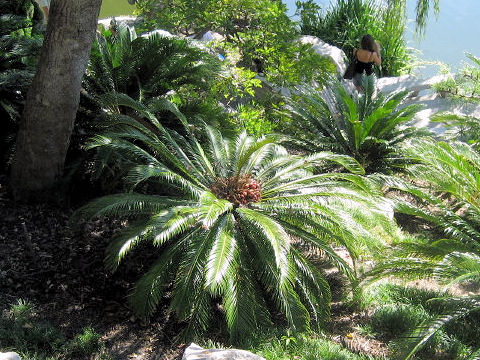 Cycas revoluta