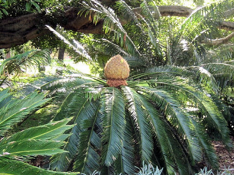 Cycas revoluta