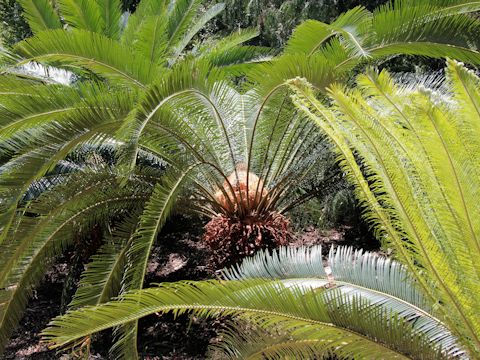 Cycas revoluta