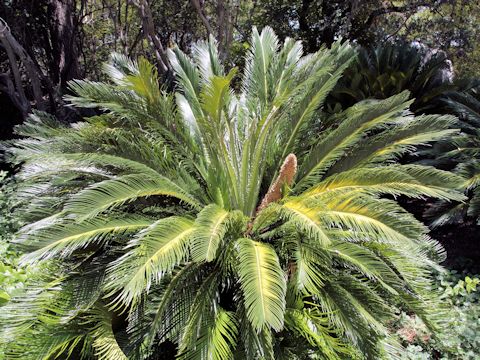 Cycas revoluta