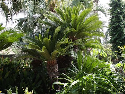 Cycas revoluta