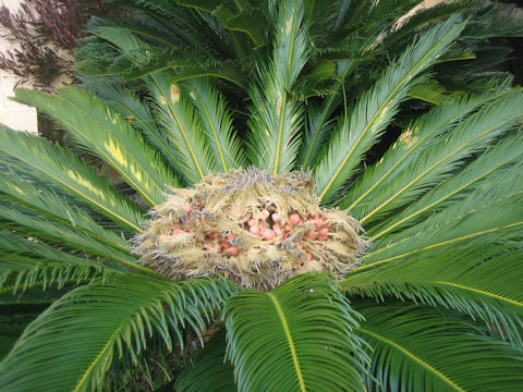 Cycas revoluta