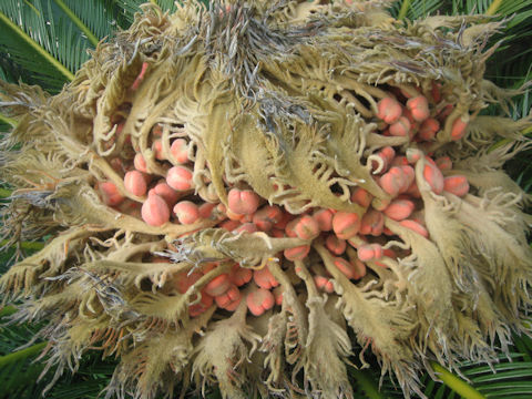 Cycas revoluta