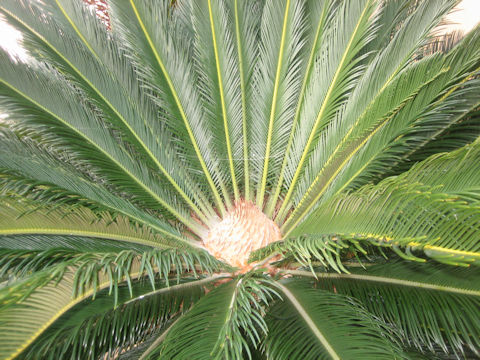 Cycas revoluta