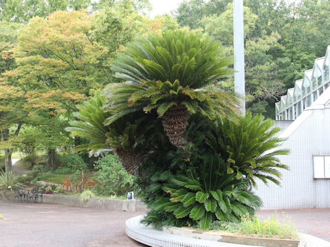 Cycas revoluta