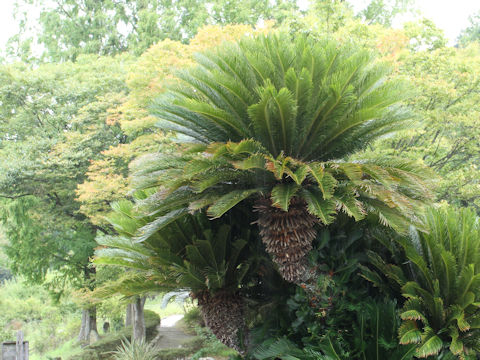 Cycas revoluta