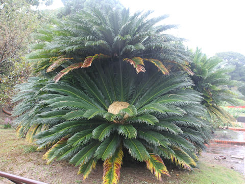 Cycas revoluta