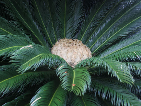 Cycas revoluta