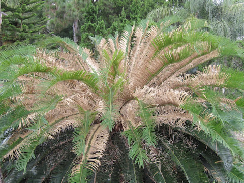 Cycas revoluta