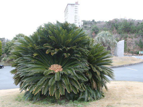 Cycas revoluta