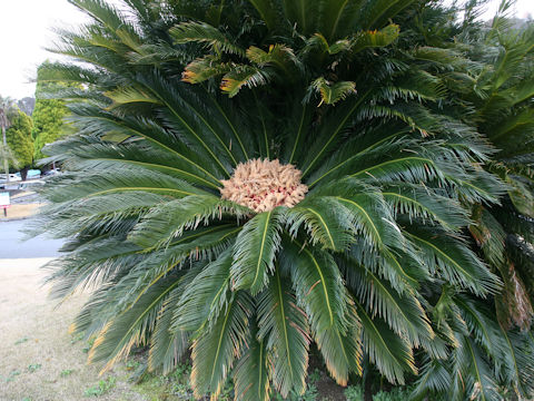 Cycas revoluta