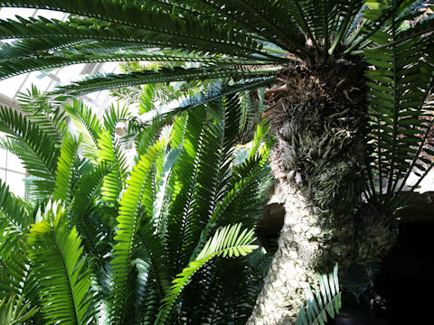 Cycas revoluta