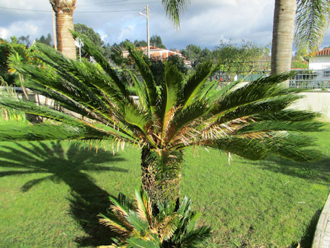 Cycas revoluta