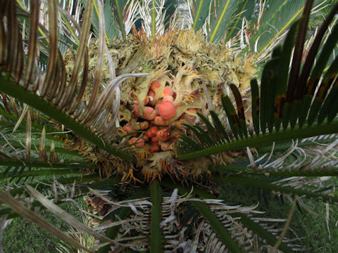 Cycas revoluta