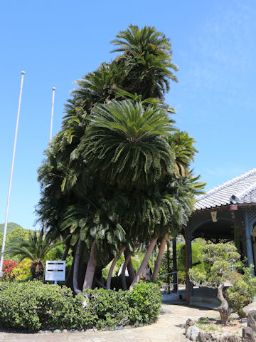 Cycas revoluta