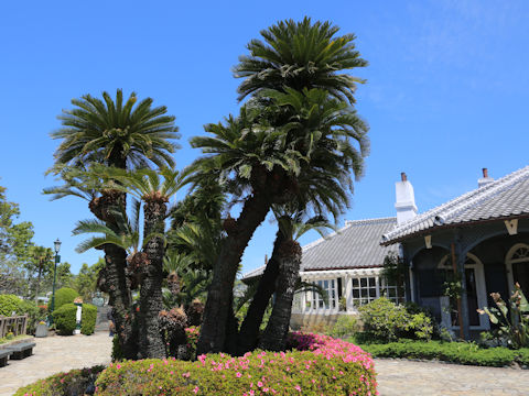 Cycas revoluta