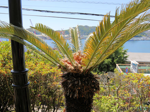 Cycas revoluta