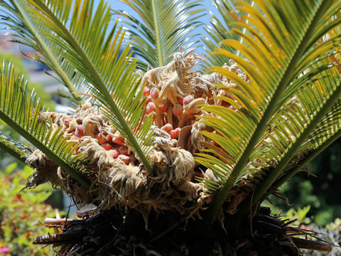 Cycas revoluta