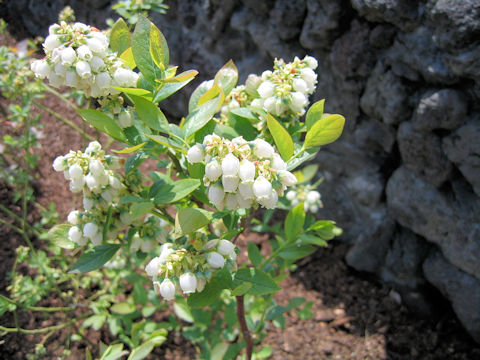 Vaccinium cv.