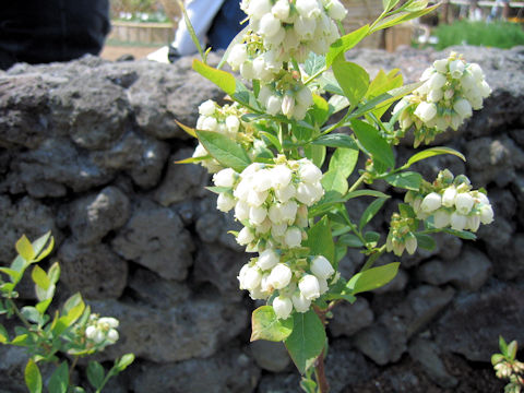 Vaccinium cv.