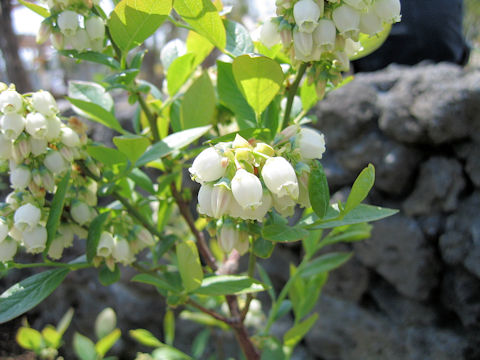 Vaccinium cv.