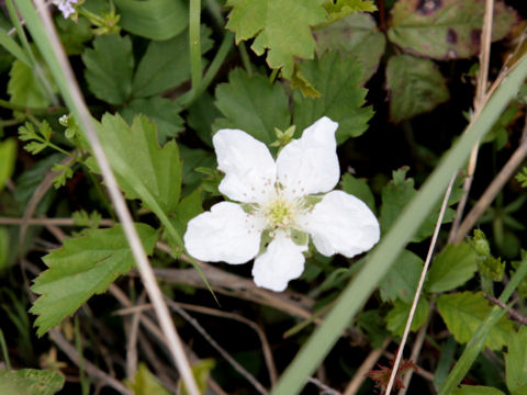 Rubus trivialis