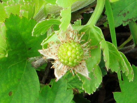 Rubus trivialis