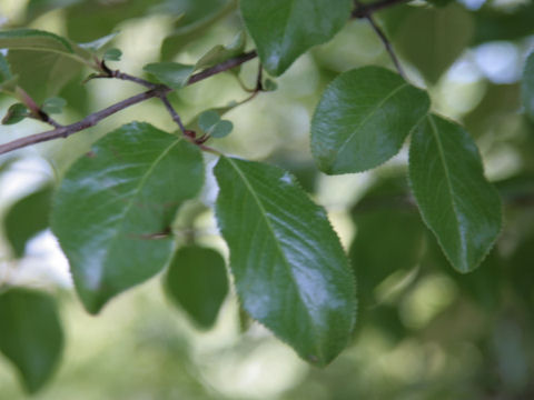 Viburnum rufidulum