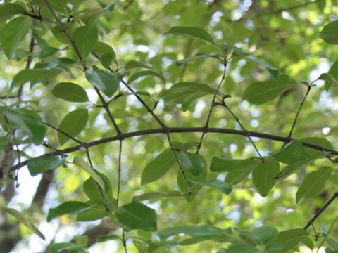 Viburnum rufidulum