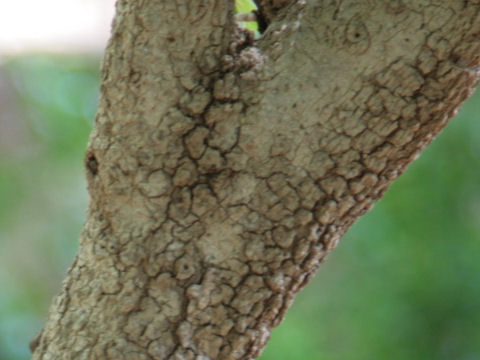 Viburnum rufidulum