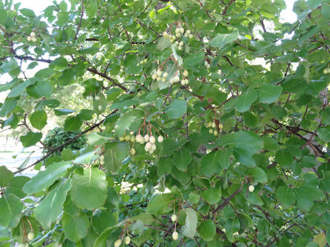 Viburnum rufidulum