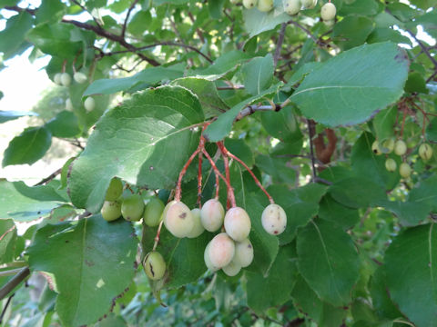 Viburnum rufidulum