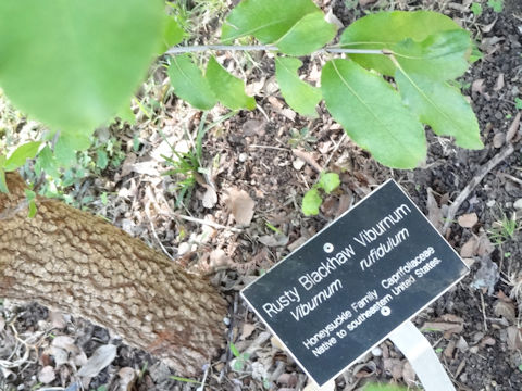 Viburnum rufidulum