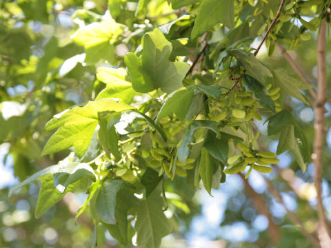 Acer barbatum