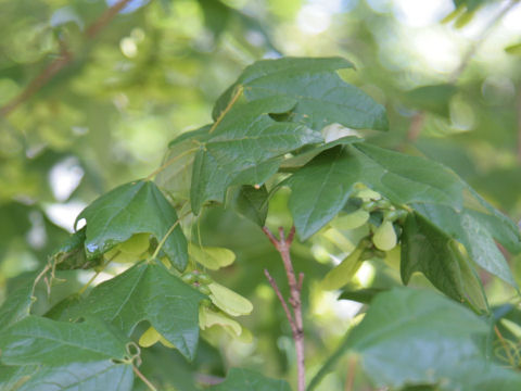 Acer barbatum