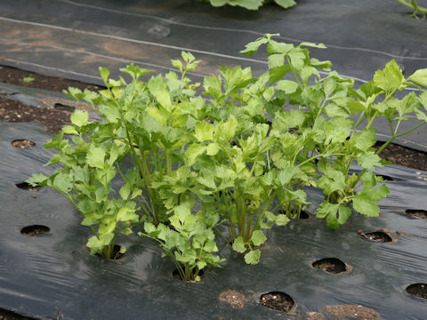 Apium graveolens var. secalinum