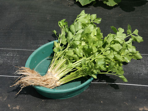 Apium graveolens var. secalinum